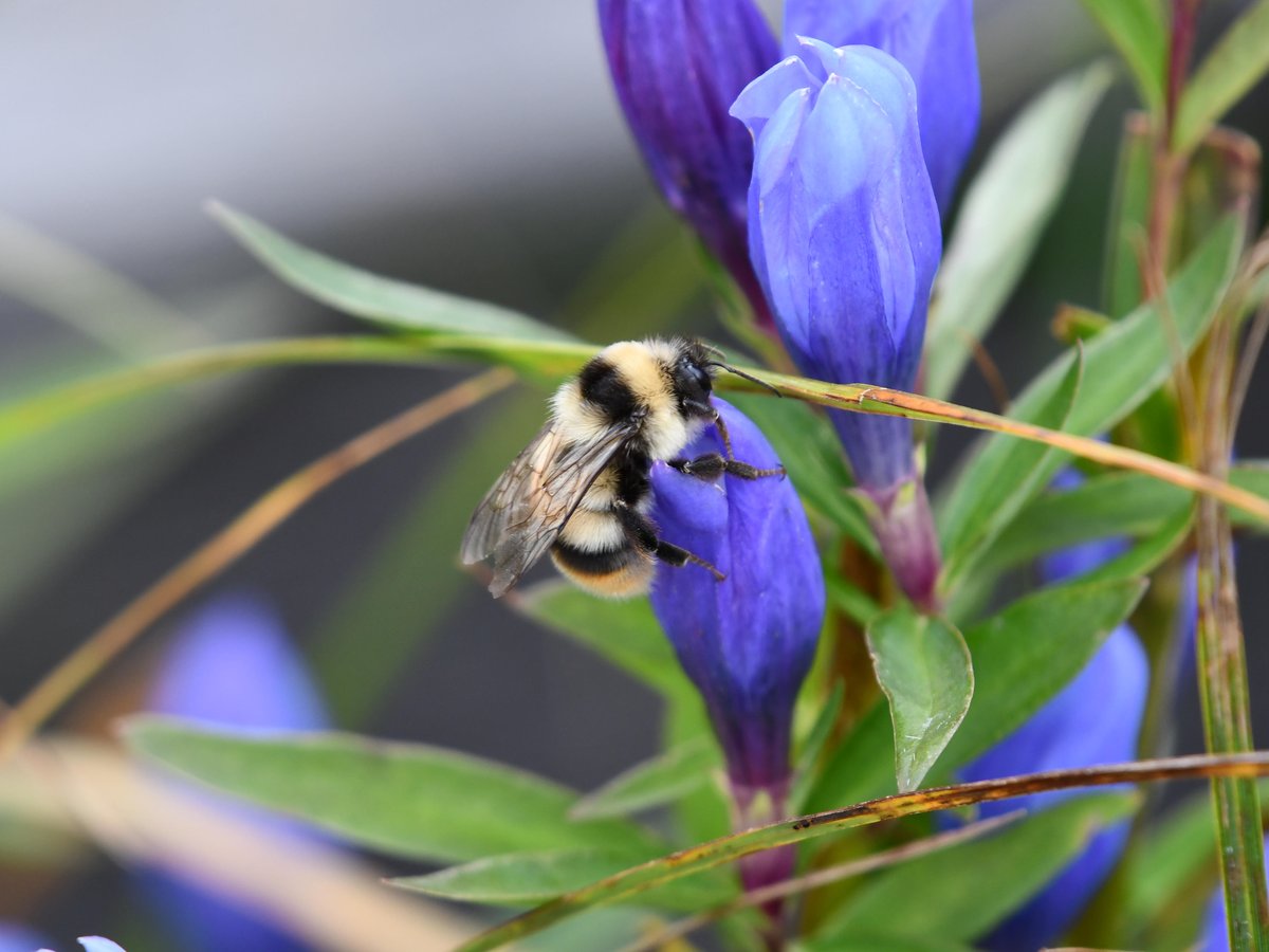 #79:
          Unidentified Bumblebee, Oze National Park.
          f/ at mm - Shutter Speed: - ISO: